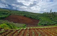Eksotisme Desa Tulungrejo Kota Batu, Desa Terbaik di Indonesia yang Kaya Potensi Pertanian dan Super Kreatif