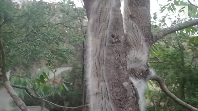 VIDEO: Ribuan Ulat Bulu Merayap di Pohon
