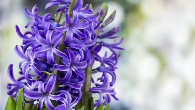 7 Bunga Cantik Ini Ternyata Punya Makna yang Mengejutkan