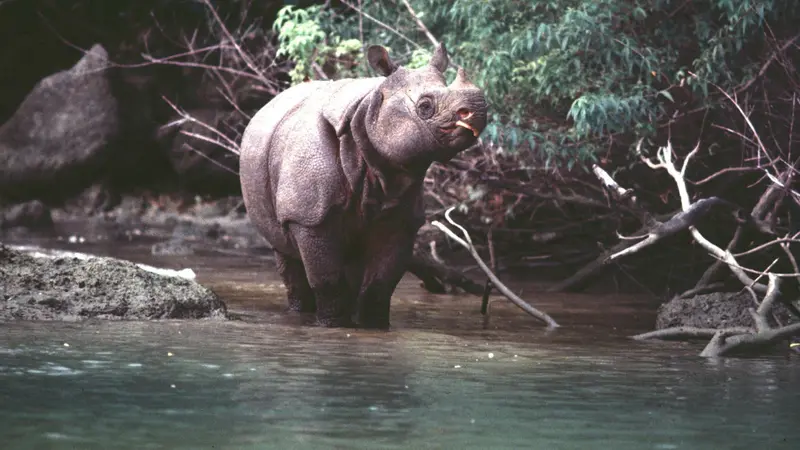 Ini 4 Hewan Endemik yang Ada di Taman Nasional Ujung Kulon