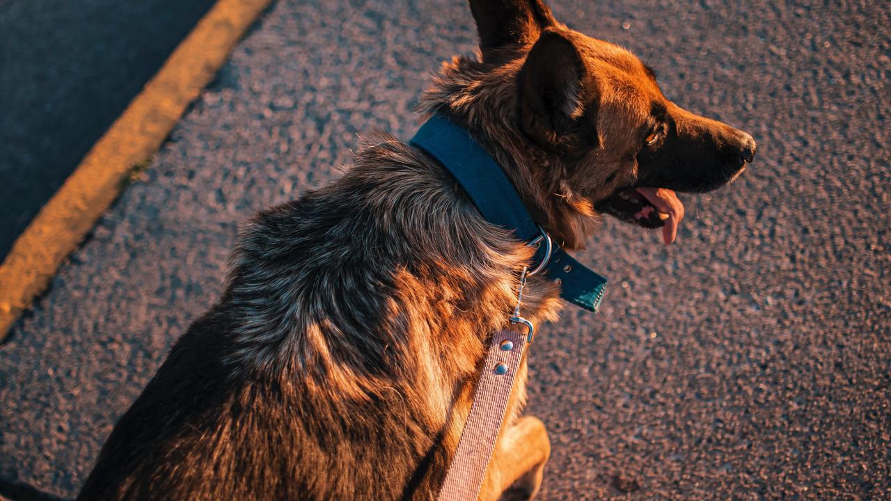 Ilustrasi hewan peliharaan