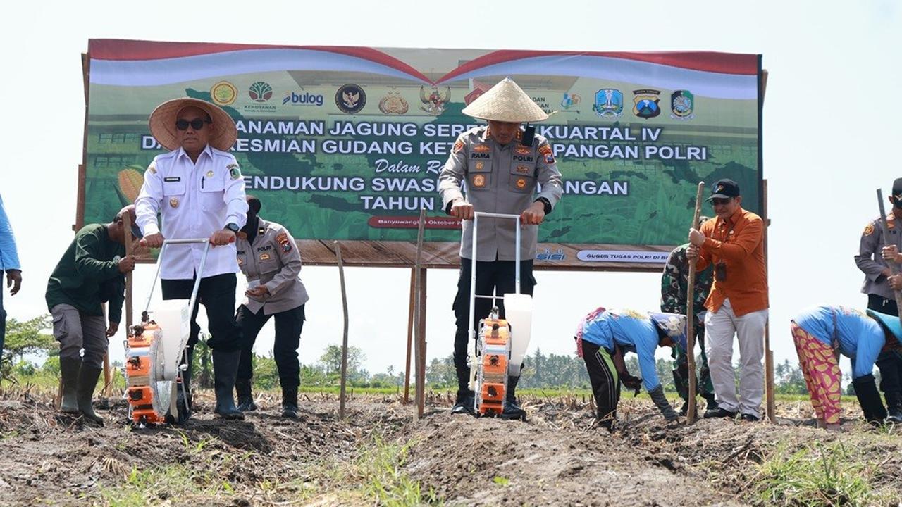 Tanam jagung serentak di areal persawahan Lingkungan Wonosari, Kelurahan Sobo, Banyuwangi