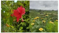 Bunga Apa yang Dapat Menurunkan Kolesterol? 10 Jenis yang Harus Kamu Ketahui!