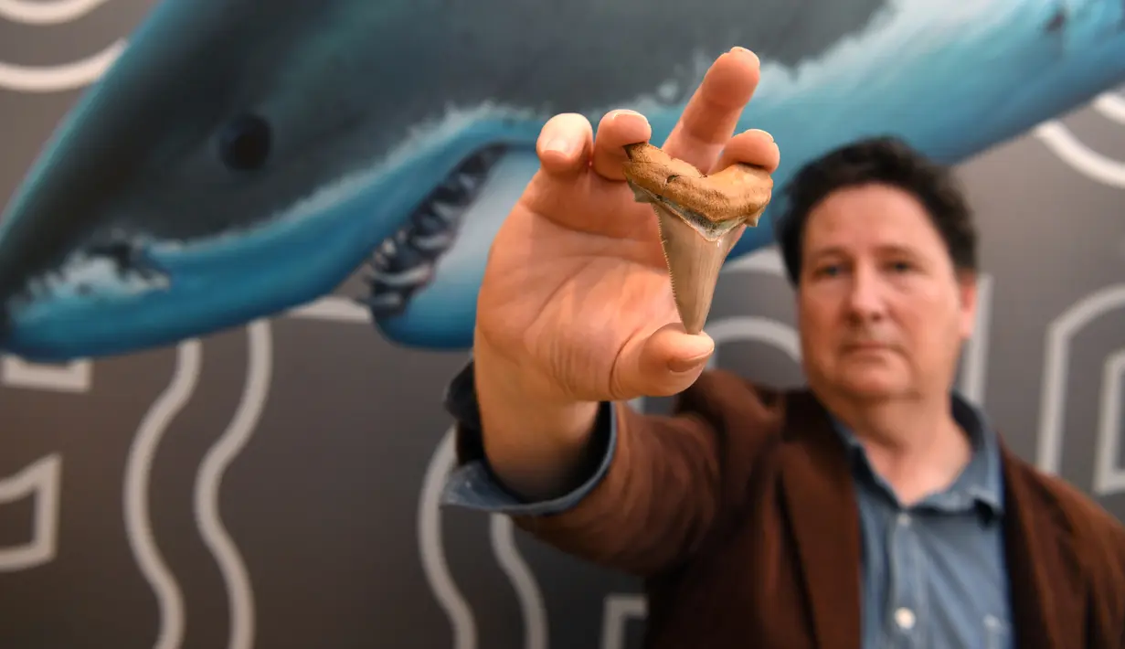 Seorang penggemar amatir fosil, Philip Mullaly memegang gigi langka dari hiu raksasa prasejarah di Museum Melbourne, Kamis (9/8). Fosil gigi hiu raksasa sepanjang 7 centimeter ini berukuran dua kali lipat dari gigi hiu putih. (AFP Photo/William WEST)