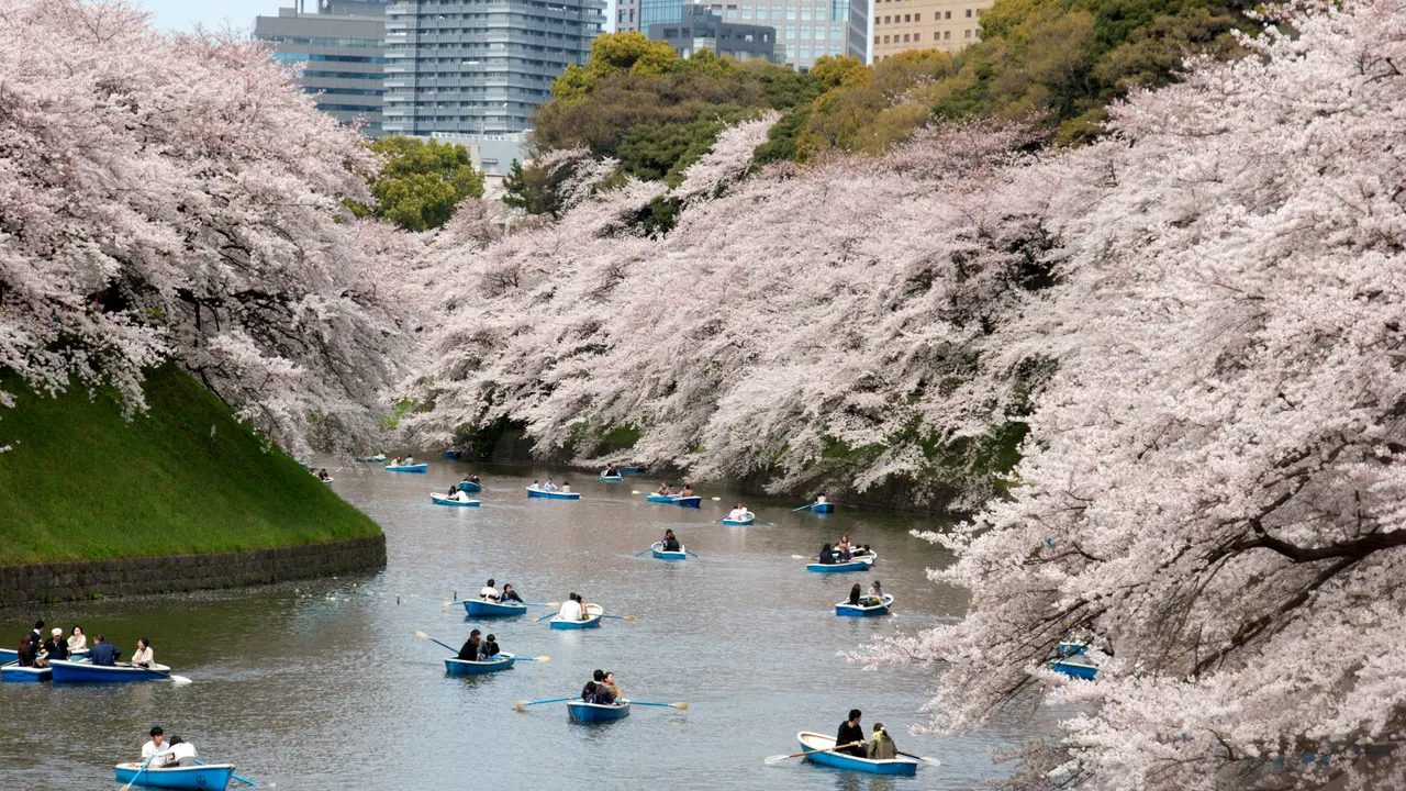Melihat Cantiknya Bunga Sakura pada Tradisi Hanami