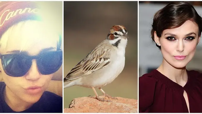 (c) dailymail.co.uk, tgreybirds.com