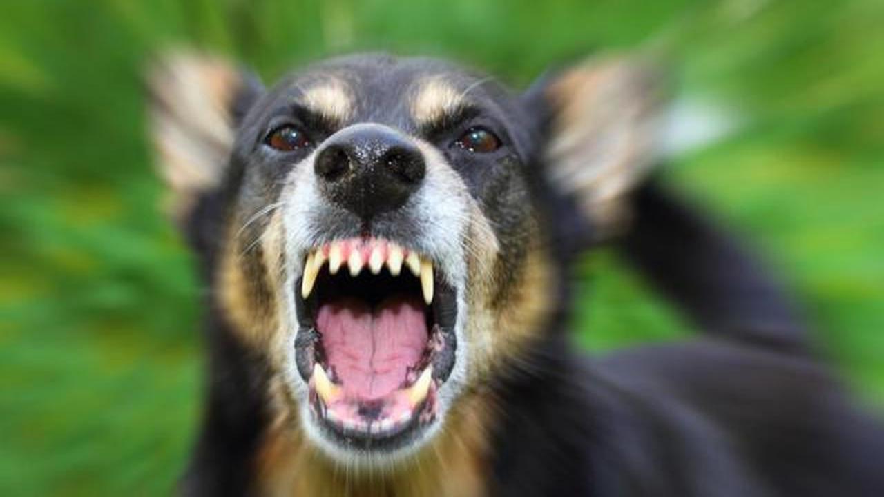 Kucing atau Anjing Liar Sering Datang ke Rumah? Ini 4 Risiko Penyakit yang Perlu Diwaspadai