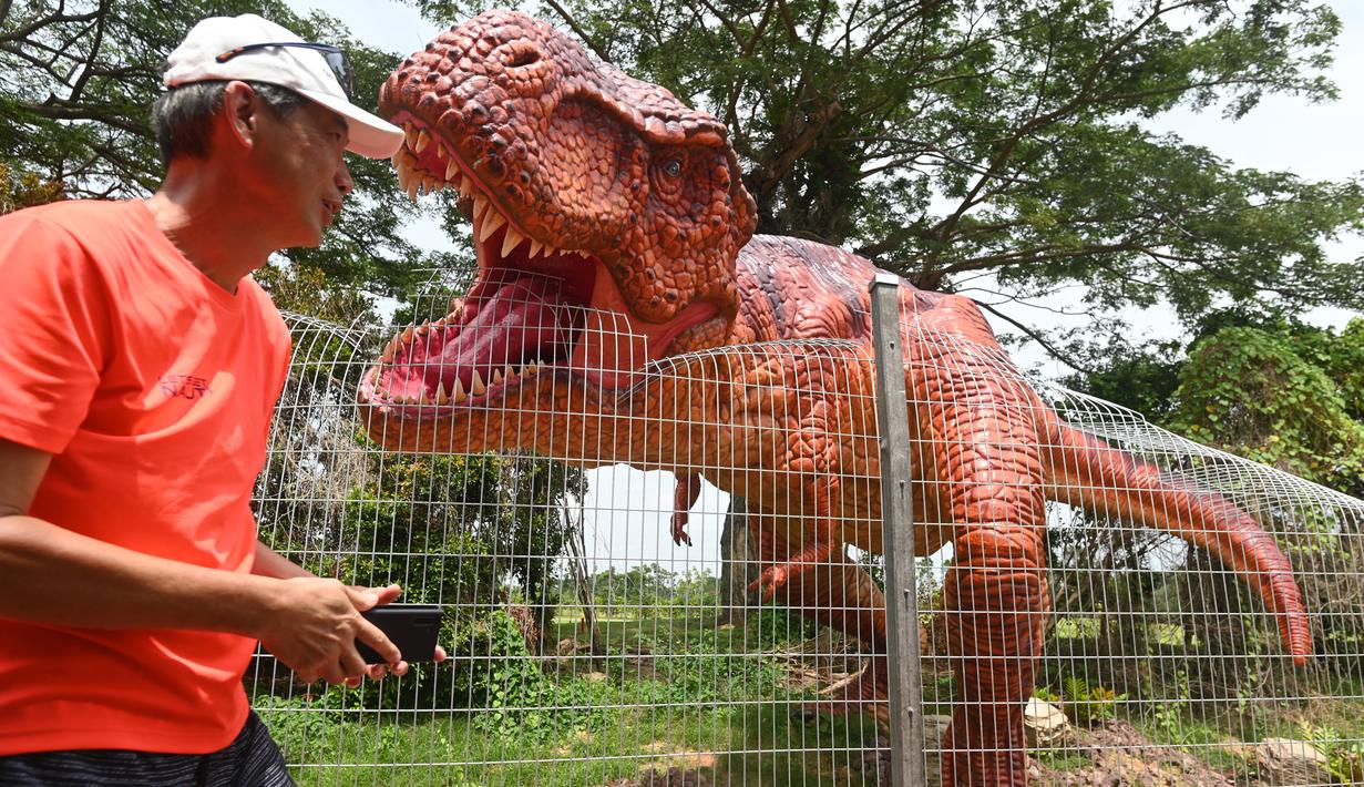 Seorang pria berjalan melewati model dinosaurus seukuran aslinya, Tyrannosaurus Rex ditampilkan di sepanjang "Changi Jurassic Mile" jalan santai di Singapura (13/10/2020). (AFP/Roslan Rahman)