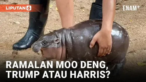 VIDEO: Moo Deng, Kuda Nil Viral Ramal Pemenang Pilpres AS