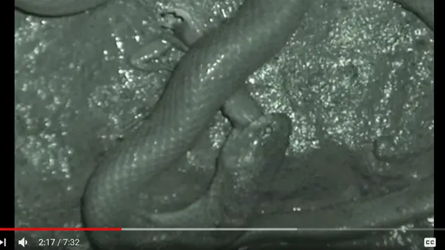 video sains