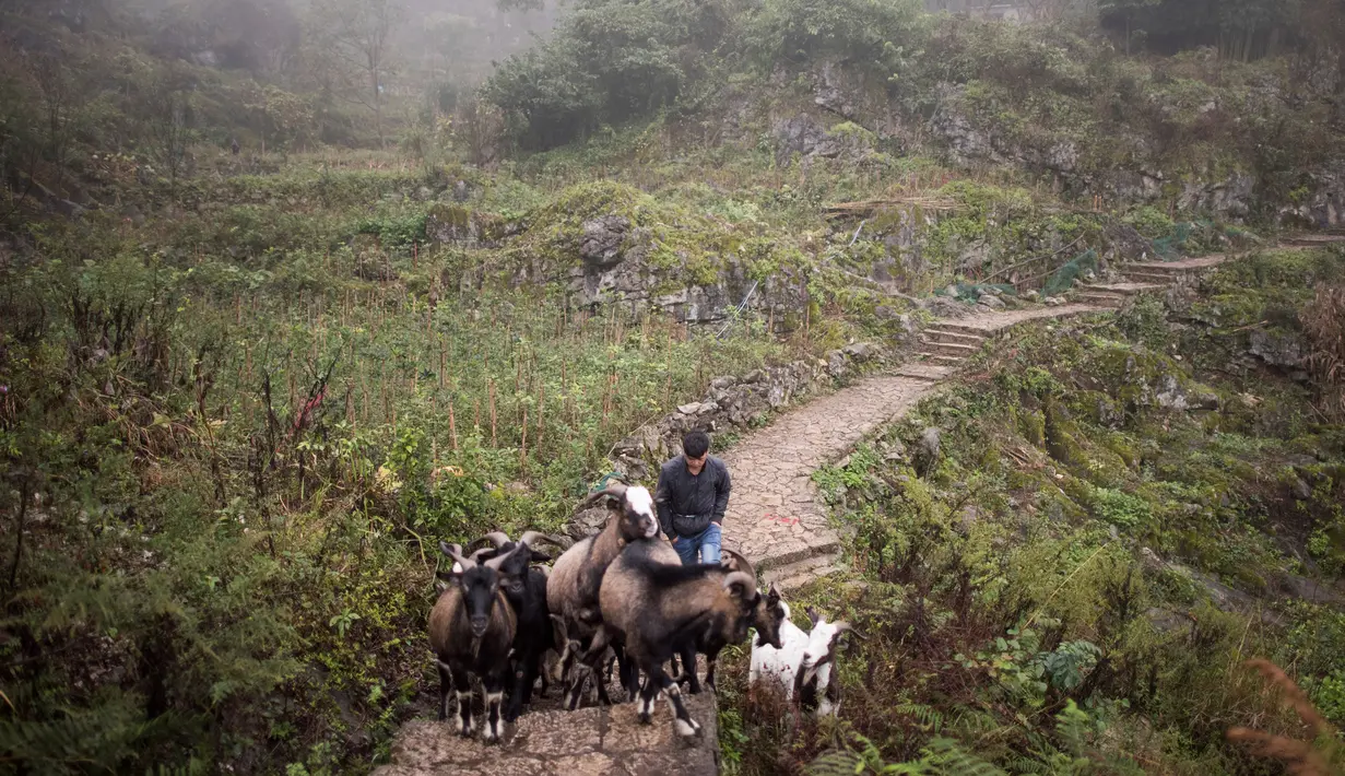 Seorang warga Desa Zhongdong saat menggembala binatang ternaknya tak jauh dari gua di Desa Zhongdong, Provinsi Guizhou, China (6/10/2016). (AFP Photo / FredDufour)
