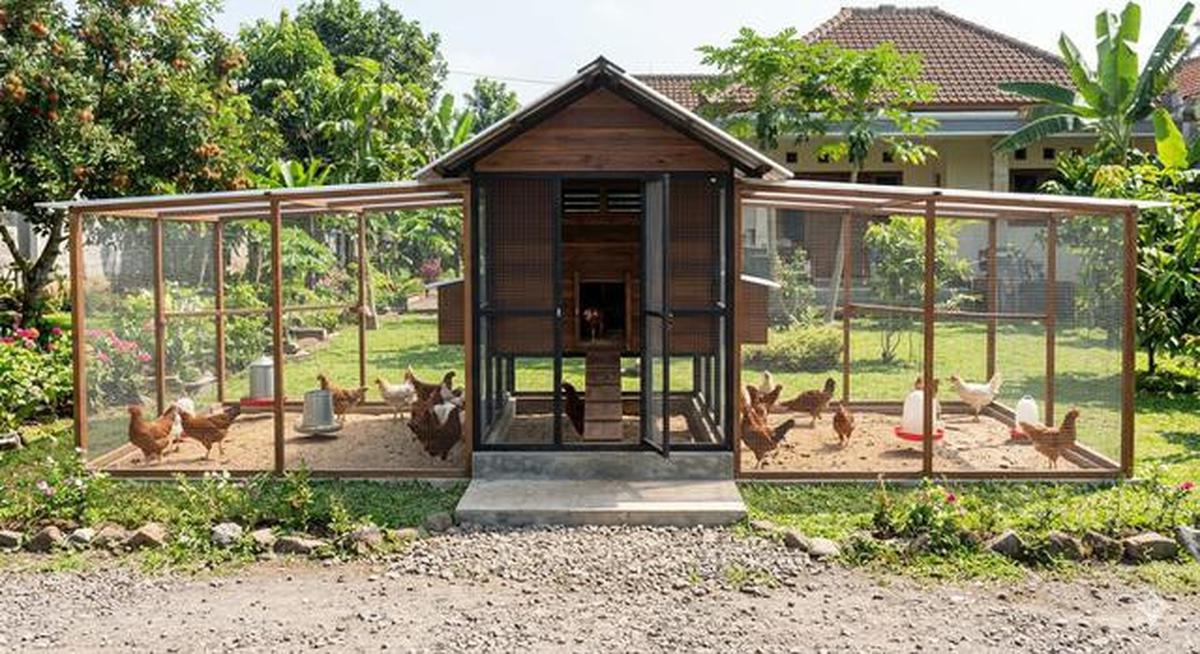 8 Desain Kandang Ayam Sistem Ventilasi Silang Biar Tidak Pengap dan Bau