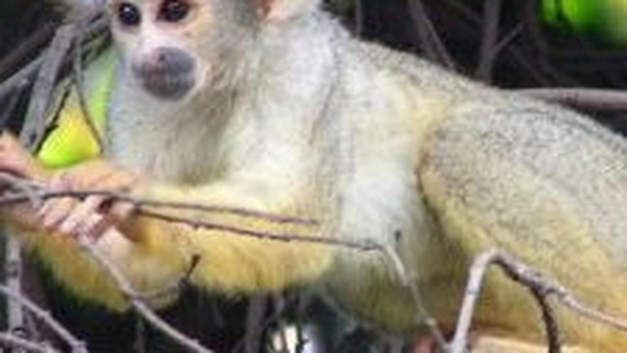 8. Monyet Tupai<br>