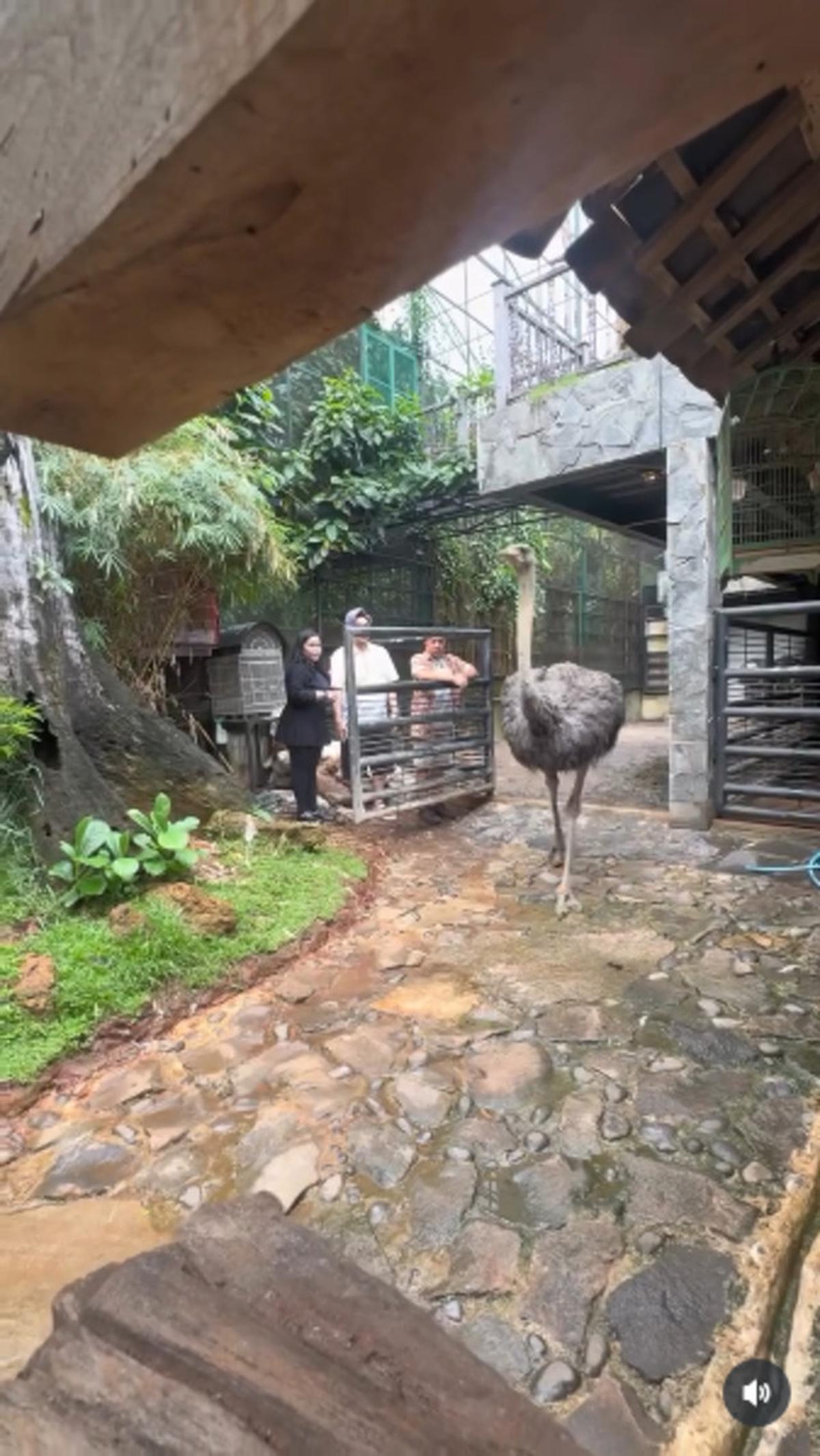 7 Potret Rumah Irfan Hakim dengan Taman yang Asri, Dipenuhi Koleksi Hewan Kesayangannya