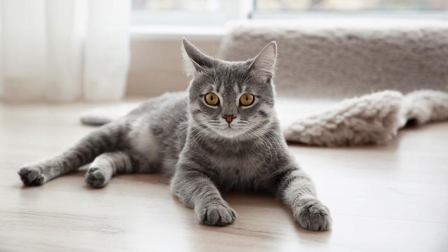 Mengenal Keunikan Lima Indra Kucing Dan Cara Kerjanya Citizen6 Liputan6 