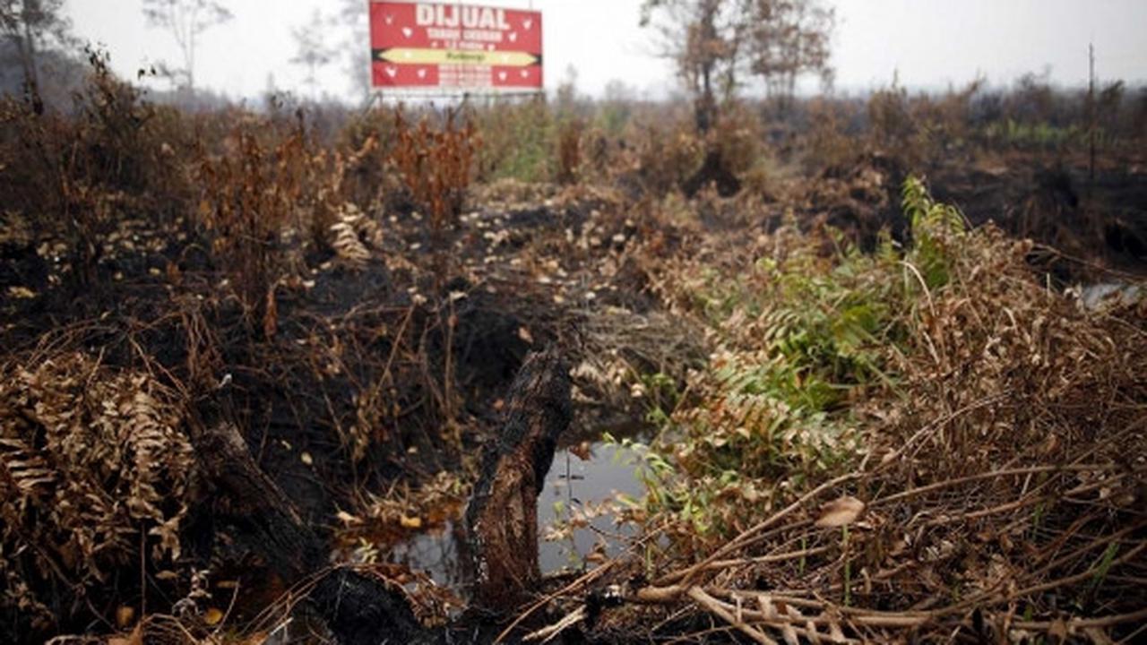 Ini bibit sawit yang muncul di hutan bekas kebakaran Palangkaraya