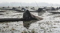 Nelayan Kashmir menutupi kepala dan sebagian tubuhnya ketika menangkap ikan di Danau Anchar, pinggiran Srinagar, India, 28 Desember 2017. Cara unik itu merupakan taktik mereka untuk menangkap ikan yang sudah dilakukan turun temurun. (TAUSEEF MUSTAFA/AFP)
