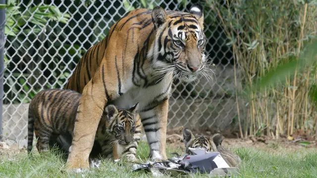 Harimau Sumatera Berhasil Dikembangkan di Bali