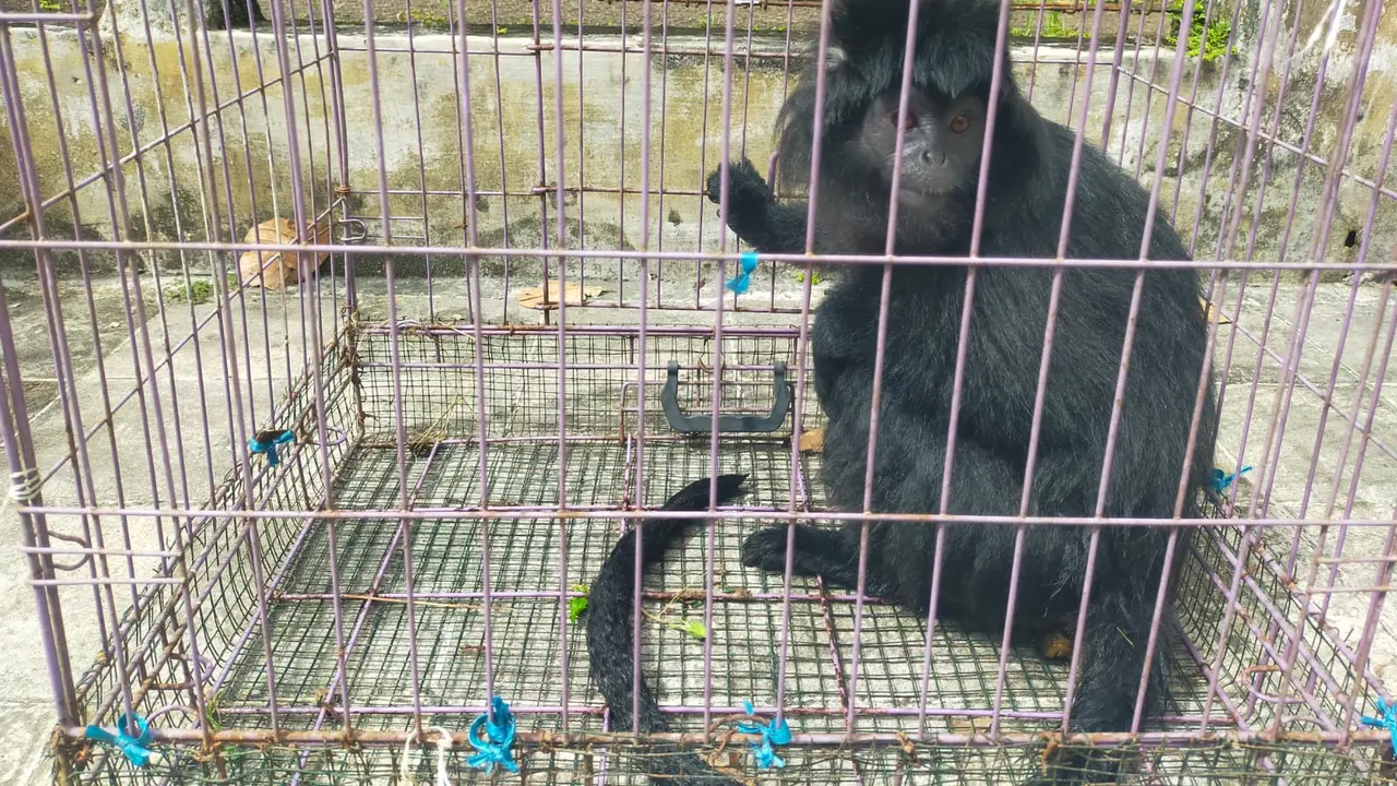Lutung masuk permukiman di Sukabumi
