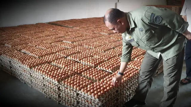 Suplai Telur Ayam Aman