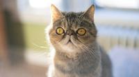 7 Cute Flat-Faced Cat Breeds You’ll Fall in Love With