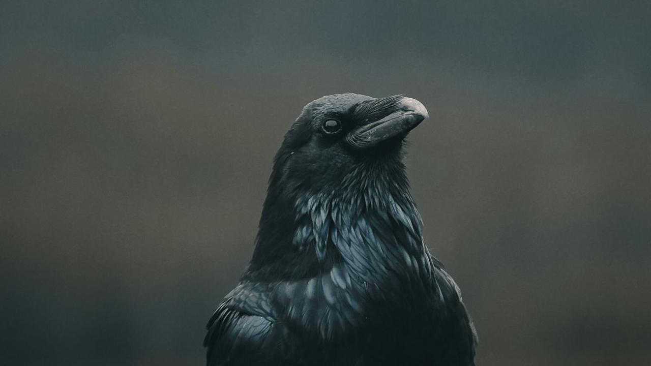 Di antara hewan-hewan yang sering dihubungkan dengan mitos dan kepercayaan, burung gagak memegang peran khusus di banyak budaya di seluruh dunia. Dengan bulu hitamnya yang mencolok dan suaranya yang khas, burung gagak telah menjadi simbol yang menarik bag