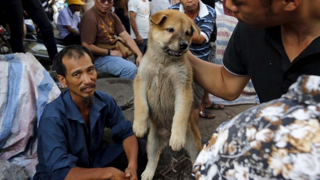 Sadis, ribuan anjing & kucing dibantai untuk dikonsumsi di China