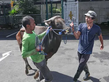 Petugas bersiap menyembelih sapi kurban di Masjid Sunda Kelapa, Jakarta, Rabu (27/5/2026). (merdeka.com/Arie Basuki)
