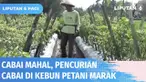 Harga cabai yang melonjak tinggi akhir-akhir ini memicu aksi pencurian cabai di kebun milik petani cabai di Sleman. Biasanya pencurian dilakukan pada malam hari saat kebun tak dijaga pemiliknya.