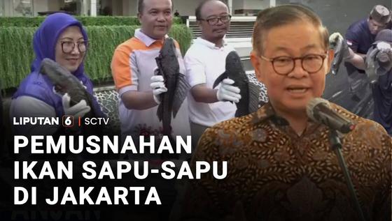 Pemusnahan Ikan Sapu-Sapu di Jakarta