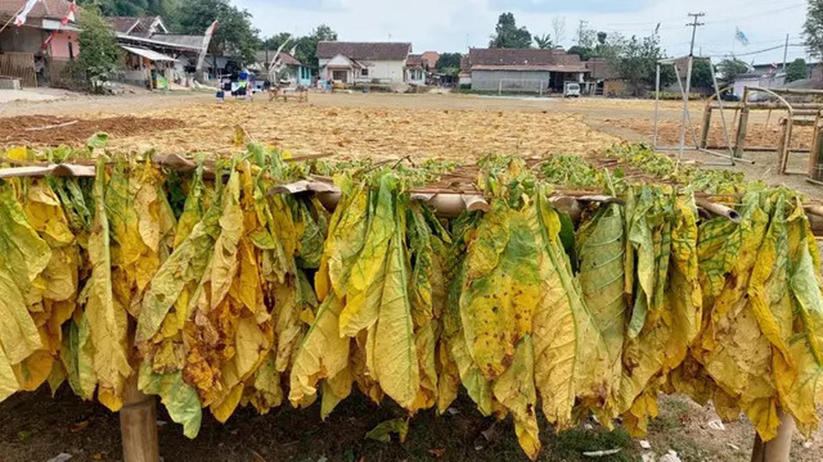 Petani Tembakau  Cemas Penjualan Hasil Panen Anjlok, Ini Gara-garanya