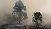 Kebakaran Hutan Kalimantan Meluas, DPR: Perlu Langkah Extraordinary