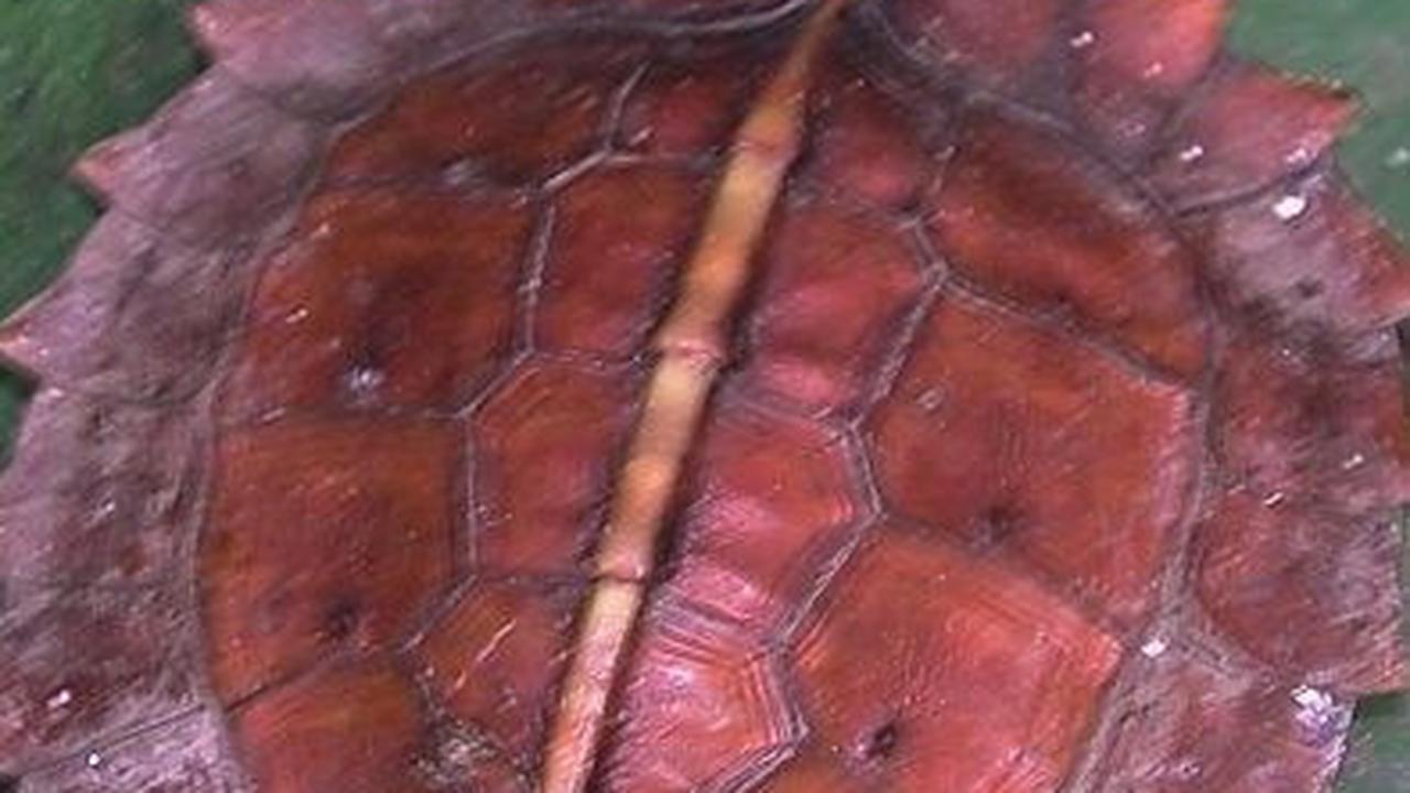 5. Kura-kura Matahari (Heosemys Spinosa)