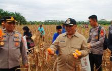 Pemkab Berau Gandeng Lintas Sektor Dongkrak Produksi Jagung Berau, Target Swasembada Pangan