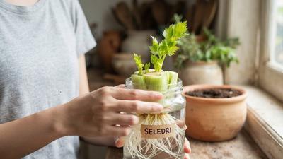 10 Tips Menanam Seledri dari Sisa Dapur Agar Tumbuh Kembali, Praktis Berkebun Sayur Tanpa Beli Bibit