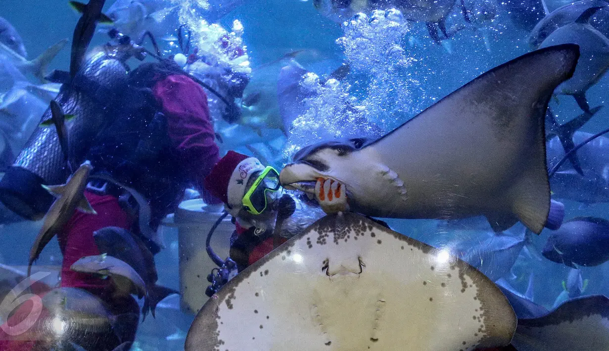 Santa Claus memberikan makanan kepada kumpulan ikan di aquarium besar Sea World, Taman Impian Jaya Ancol, Jakarta, Minggu (25/12). Sea World Indonesia memanjakan pengunjung yang berlibur dengan berbagai atraksi. (Liputan6.com/Faizal Fanani)