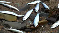 Ikan herring yang mati di Teluk Fundy, Kanada dilarang dikonsumsi. (Foto: CBC News)