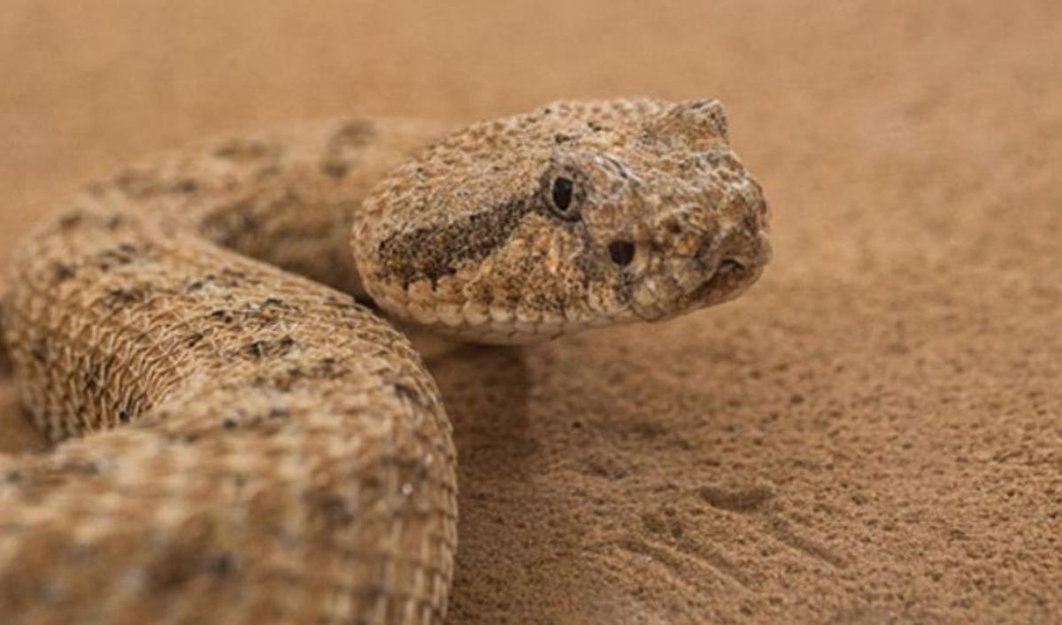 Alih-alih gerakan bergelombang yang dikenal sebagai undulasi lateral, sidewinder berulang kali menggunakan tubuhnya untuk mengukir lekukan di pasir dan menggunakan bubungan pasir yang mereka buat untuk mendorong, menghasilkan daya ledak.