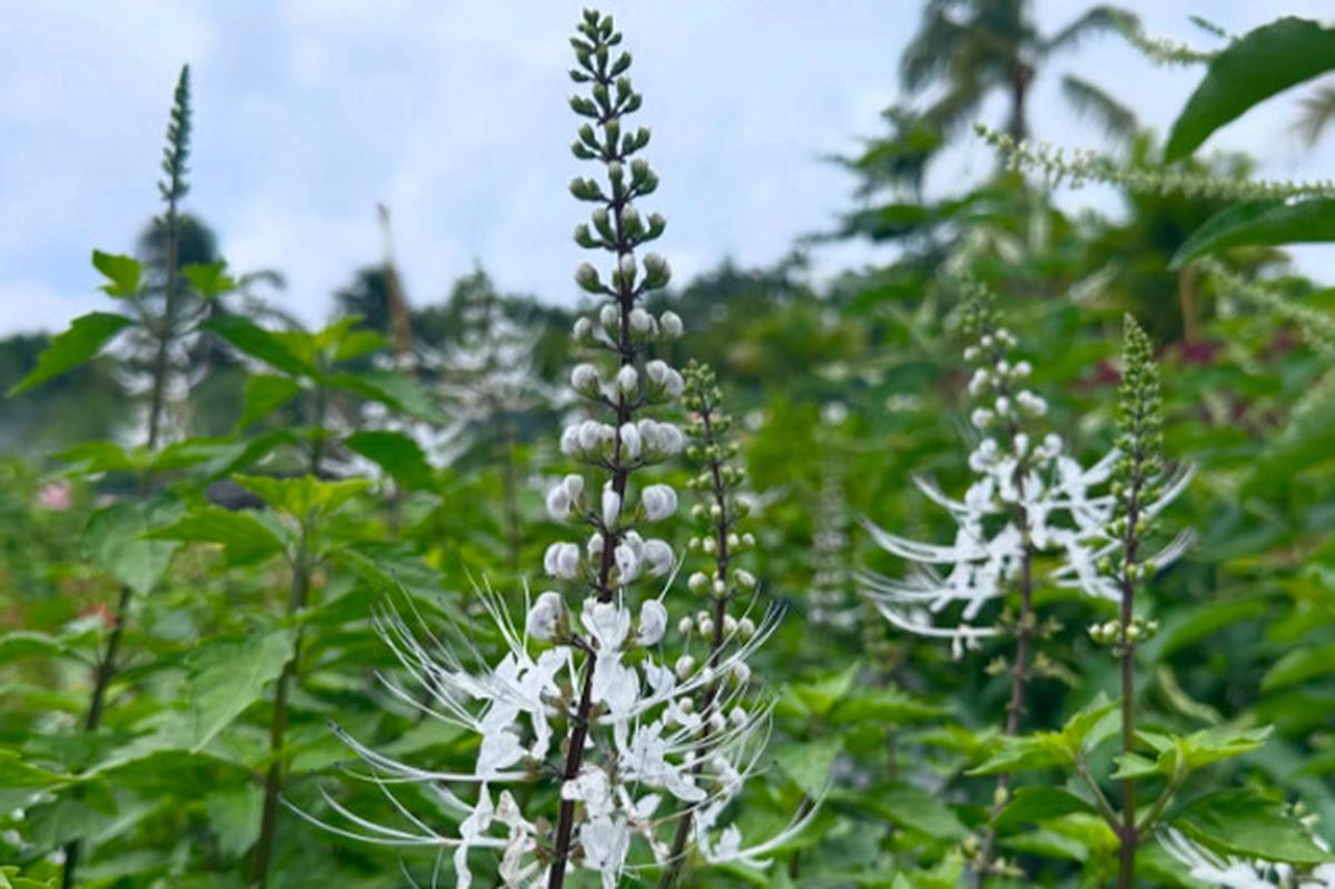 Daun Kumis Kucing: Tanaman Herbal Andalan untuk Saluran Kemih dan Asam Urat
