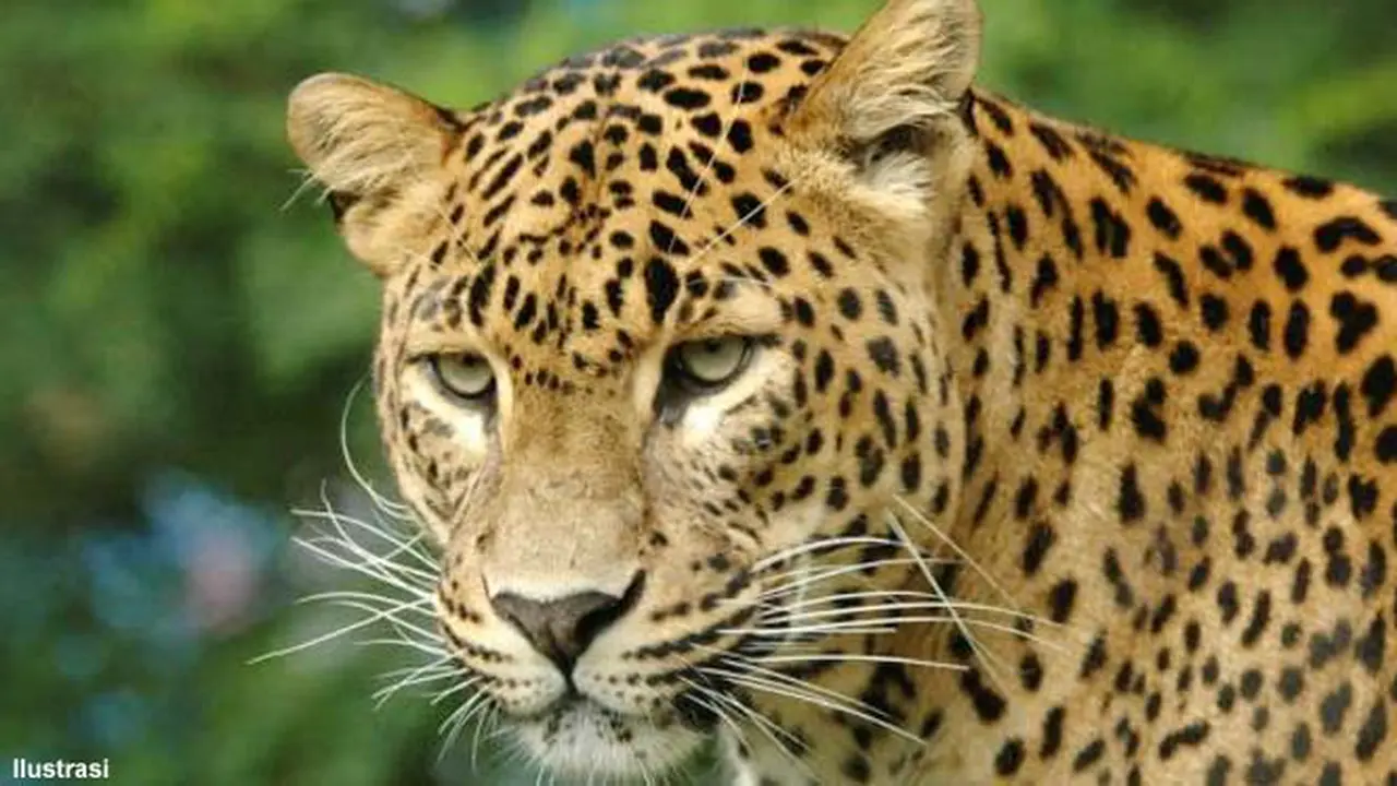 macan-130821a.jpg