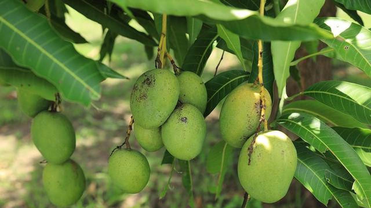 5 Jenis Tanaman Buah yang Tidak Cocok Ditanam Di Halaman Ukuran 2x2 Meter