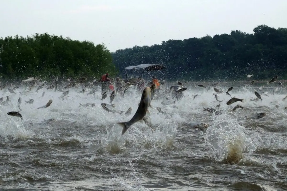 Fenomena Alam Ribuan Ikan Laut Lompat Ke Darat