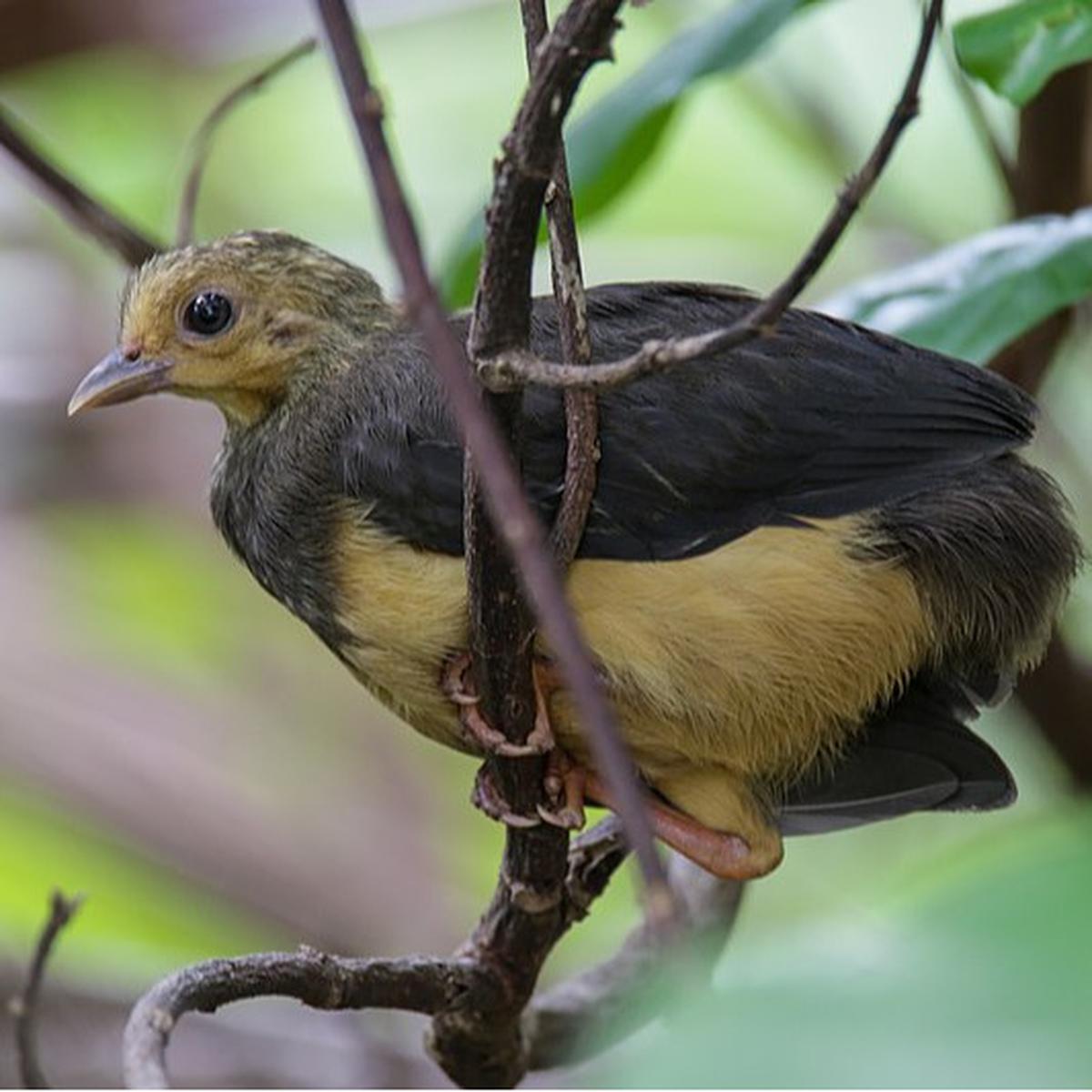 Burung Maleo
