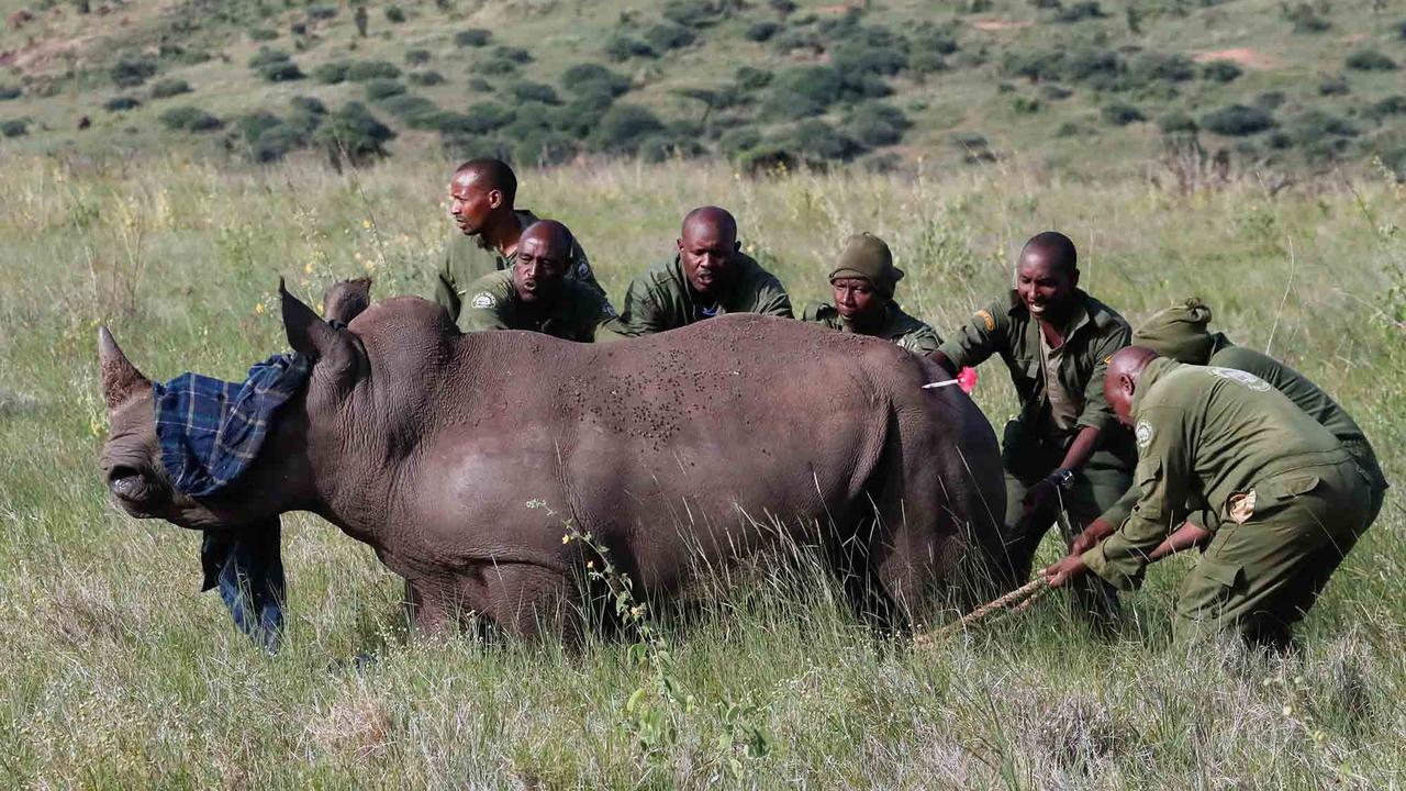 FOTO:  Melihat Penandaan Telinga Badak di Kawasan Konservasi Margasatwa Lewa Kenya