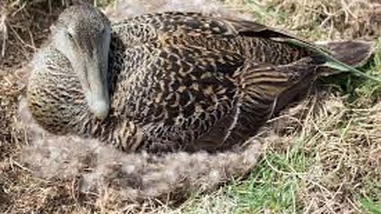 Sarang Bebek Eider (Pixabay)