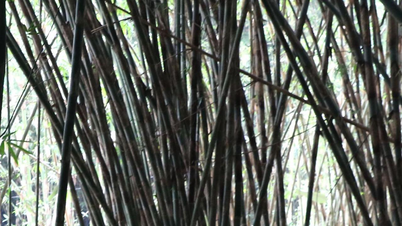 Wisatawan menikmati sajian khas Desa Penglipuran di tengah rindangnya kawasan hutan bambu Pasar Pelipur Lara, Kabupaten Bangli, Bali.
