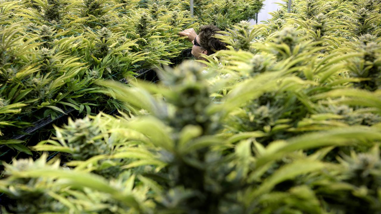 Pemerintah Amerika Akui Ganja dapat Membunuh Sel Kanker