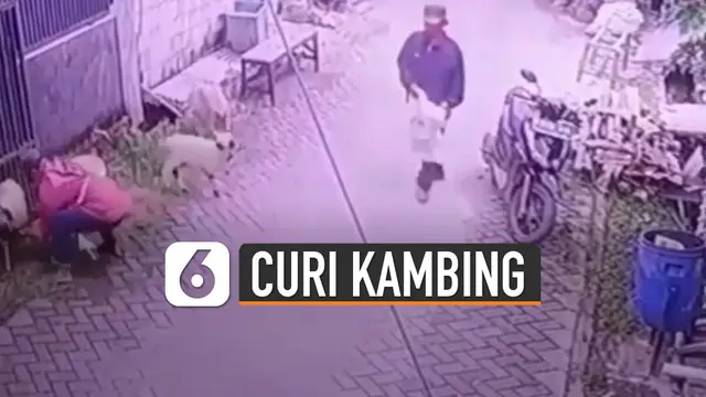 Sebuah rekaman CCTV memperlihatkan aksi nekat pencurian kambing di sebuah perumahan.