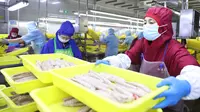 Pekerja mengolah ikan di pabrik sebuah perusahaan makanan di Donggang, Provinsi Liaoning, China, 10 September 2020. Perusahaan-perusahaan produk ikan di Donggang sedang mengembangkan sejumlah produk olahan baru dan memperluas saluran pemasaran untuk memastikan penjualan mereka. (Xinhua/Yao Jianfeng)
