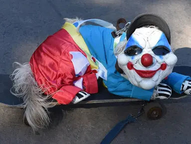 Seekor anjing mengenakan kostum badut duduk diatas papan seluncur saat mengikuti Parade Halloween Anjing Tahunan di Tompkins, New York (21/10). Acara ini diadakan setiap tahunnya di Tompkins Square. (AFP Photo/Timothy A. Clary)